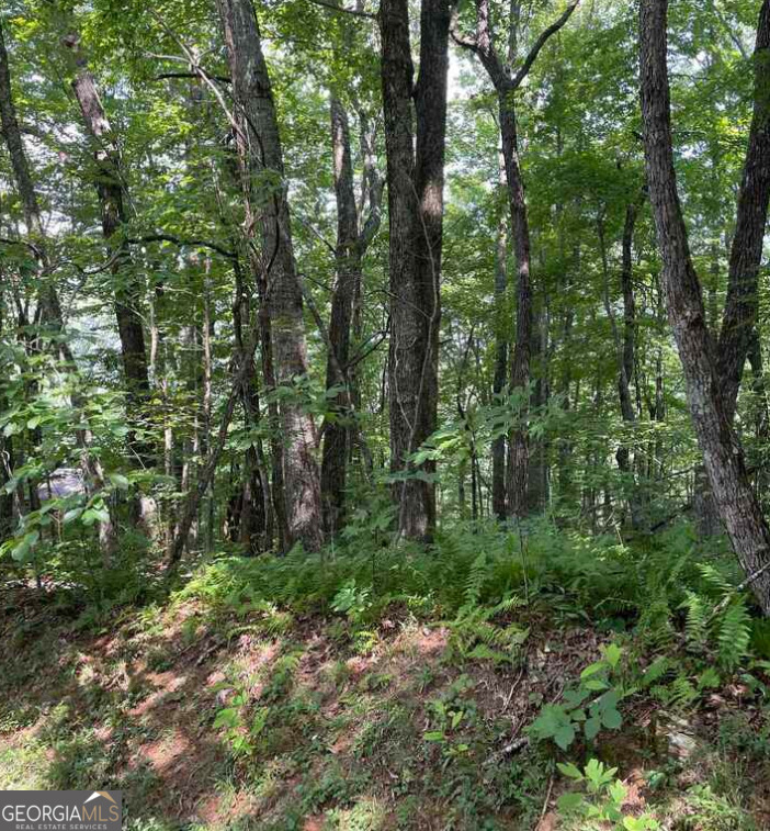 0 Thunderhead Lane Dillard, GA 30537 - Photo 2 of 14 a view of a forest with trees