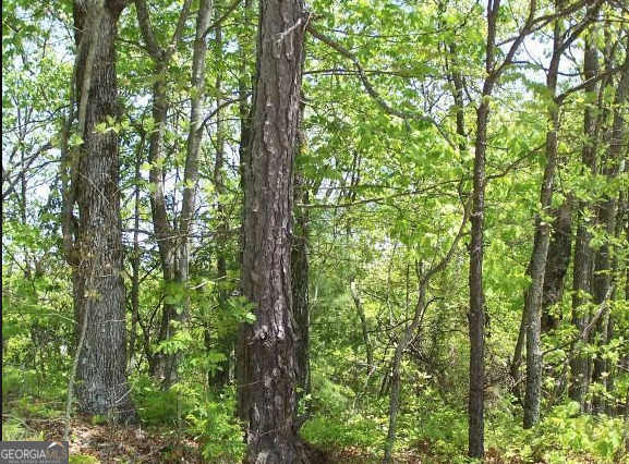 0 Thunderhead Lane Dillard, GA 30537 - Photo 4 of 14 a view of forest