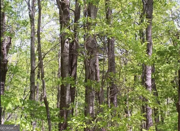 a yard with tall trees