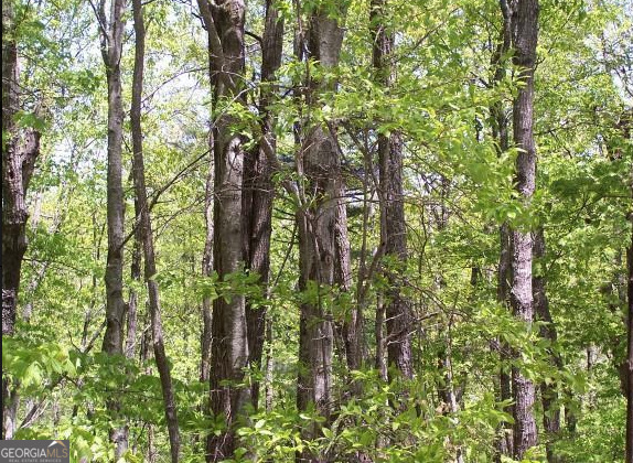 0 Thunderhead Lane Dillard, GA 30537 - Photo 5 of 14 a close up of a plant