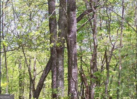 0 Thunderhead Lane Dillard, GA 30537 - Photo 6 of 14 a yard with tall trees