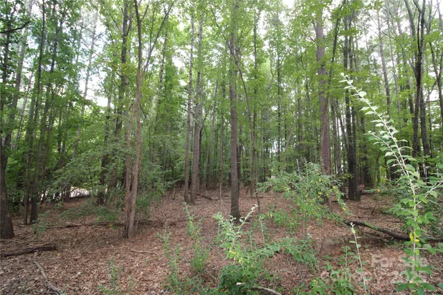 a view of a forest that has large trees