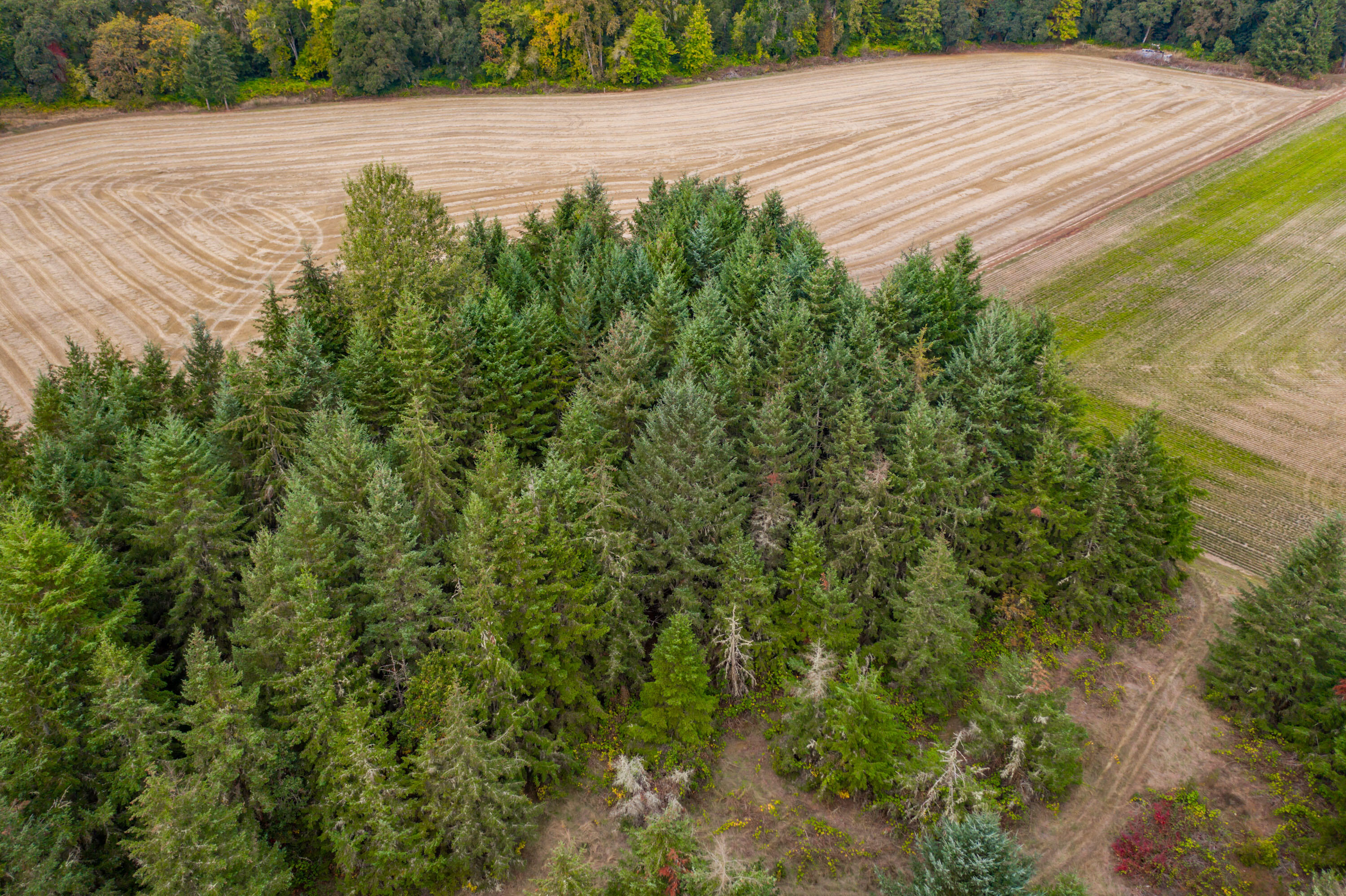 26527 Old River Road Monroe, OR 97456 - Photo 18 of 22 Export-0101