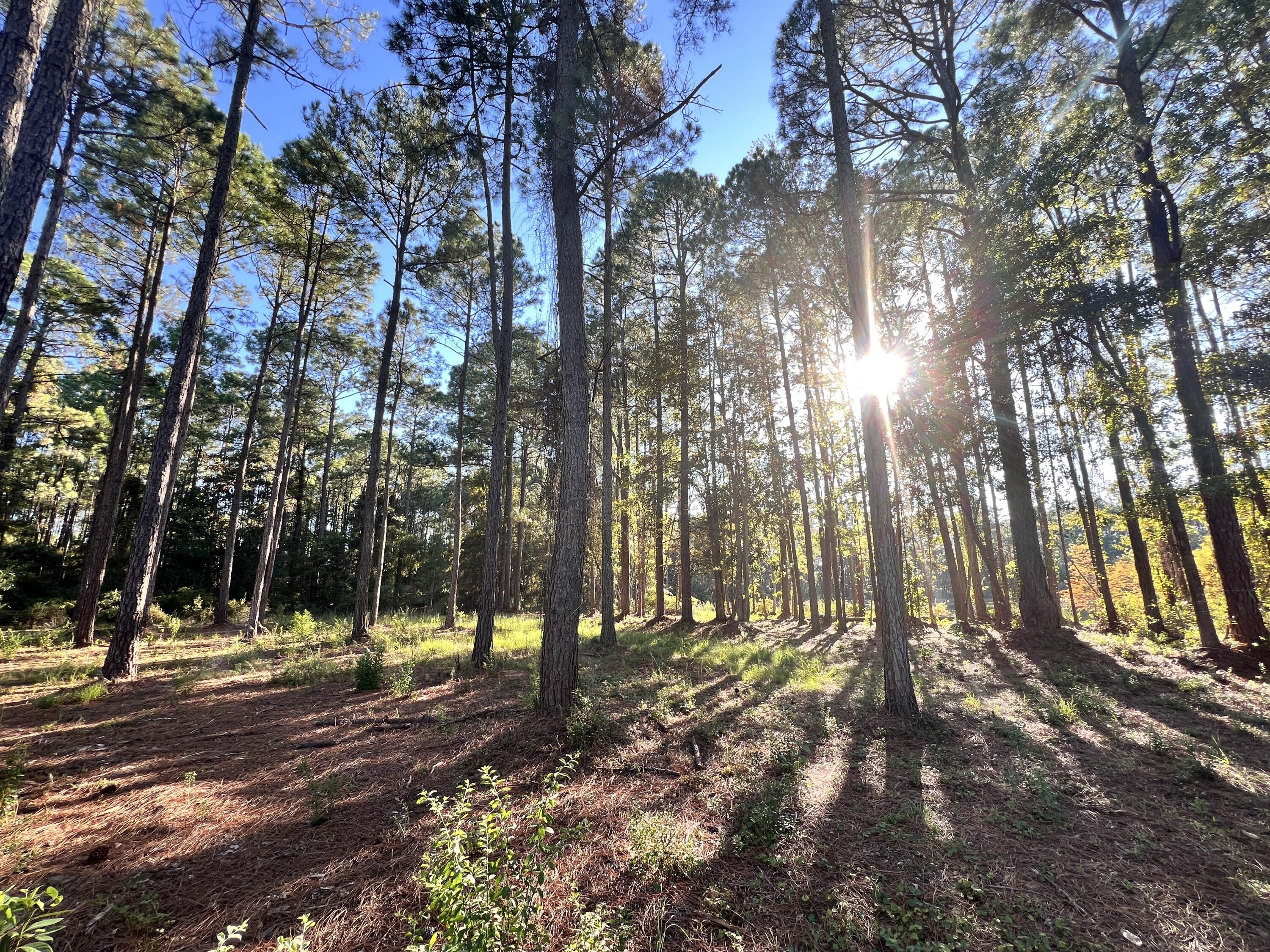 Lot 25 West Captain Fritz Way Freeport, FL 32439 - Photo 10 of 20 Buildable Lot