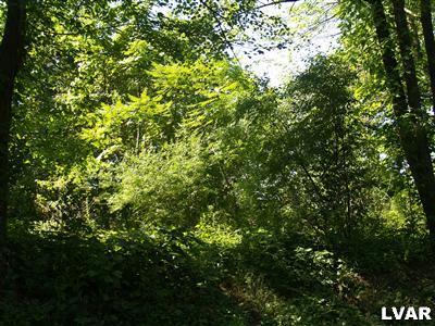 a view of a tree