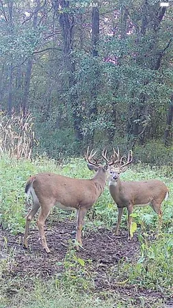 $875,868 | 104-ac Northwest 104-ac Nw Graves Road, Gower, MO 64454