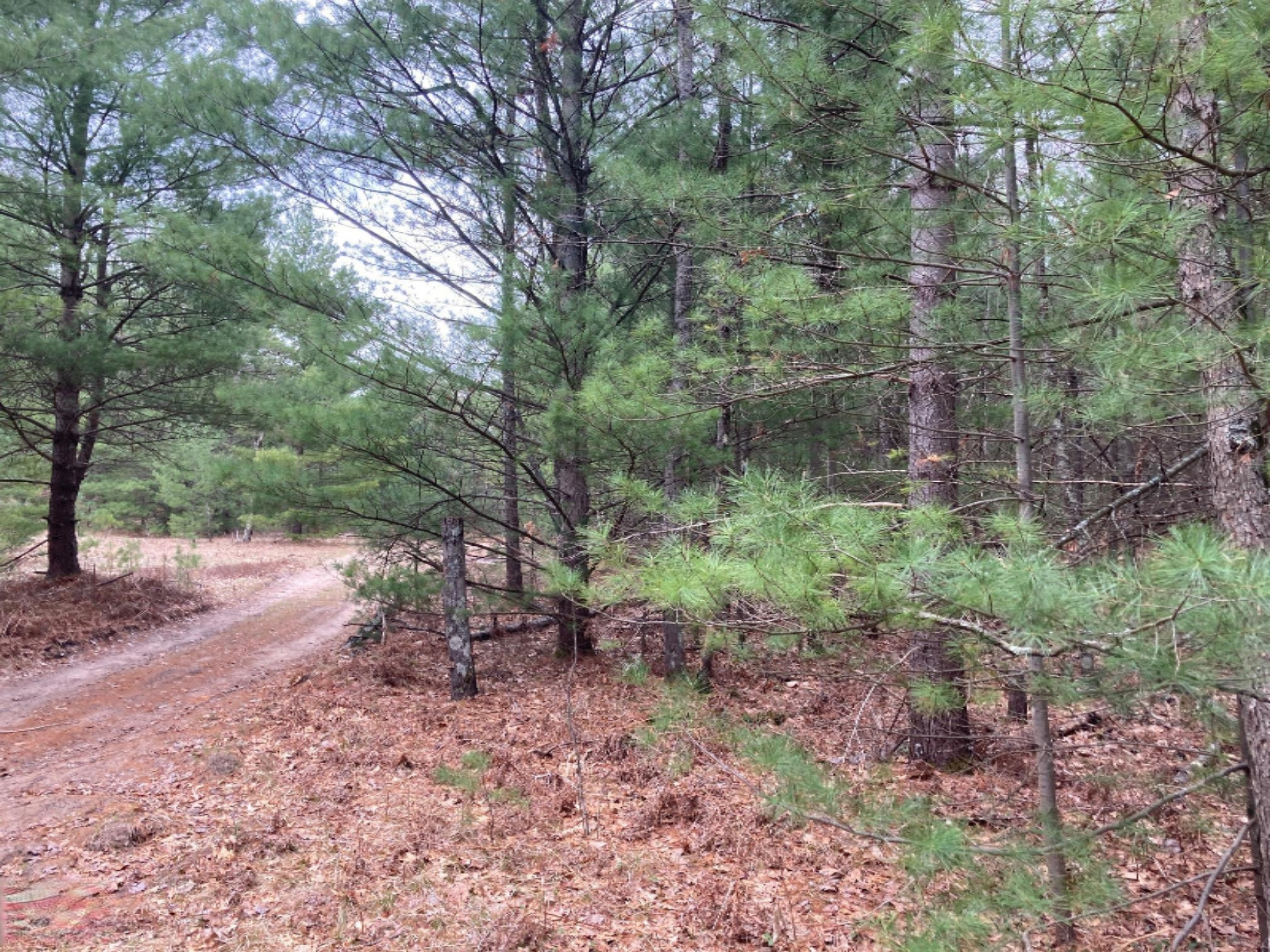 0 South Hart Road Wellston, MI 49689 - Photo 1 of 15 IMG_2062