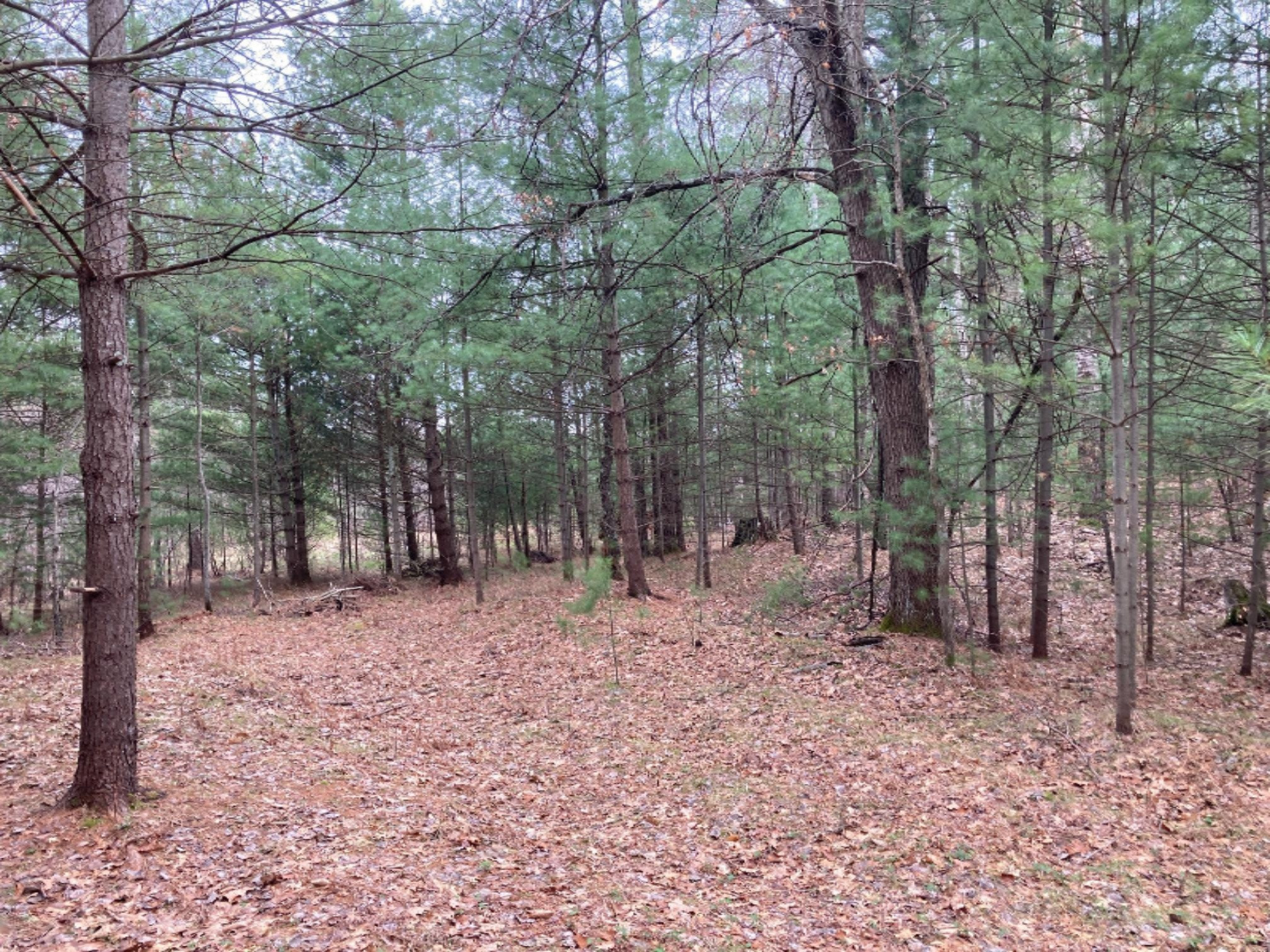 0 South Hart Road Wellston, MI 49689 - Photo 2 of 15 IMG_2063