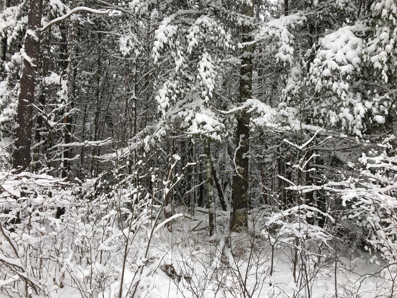 On Mercer Lake Road, Unit LOT 1 Minocqua, WI 54548 - Photo 4 of 7 Gallery Image 4