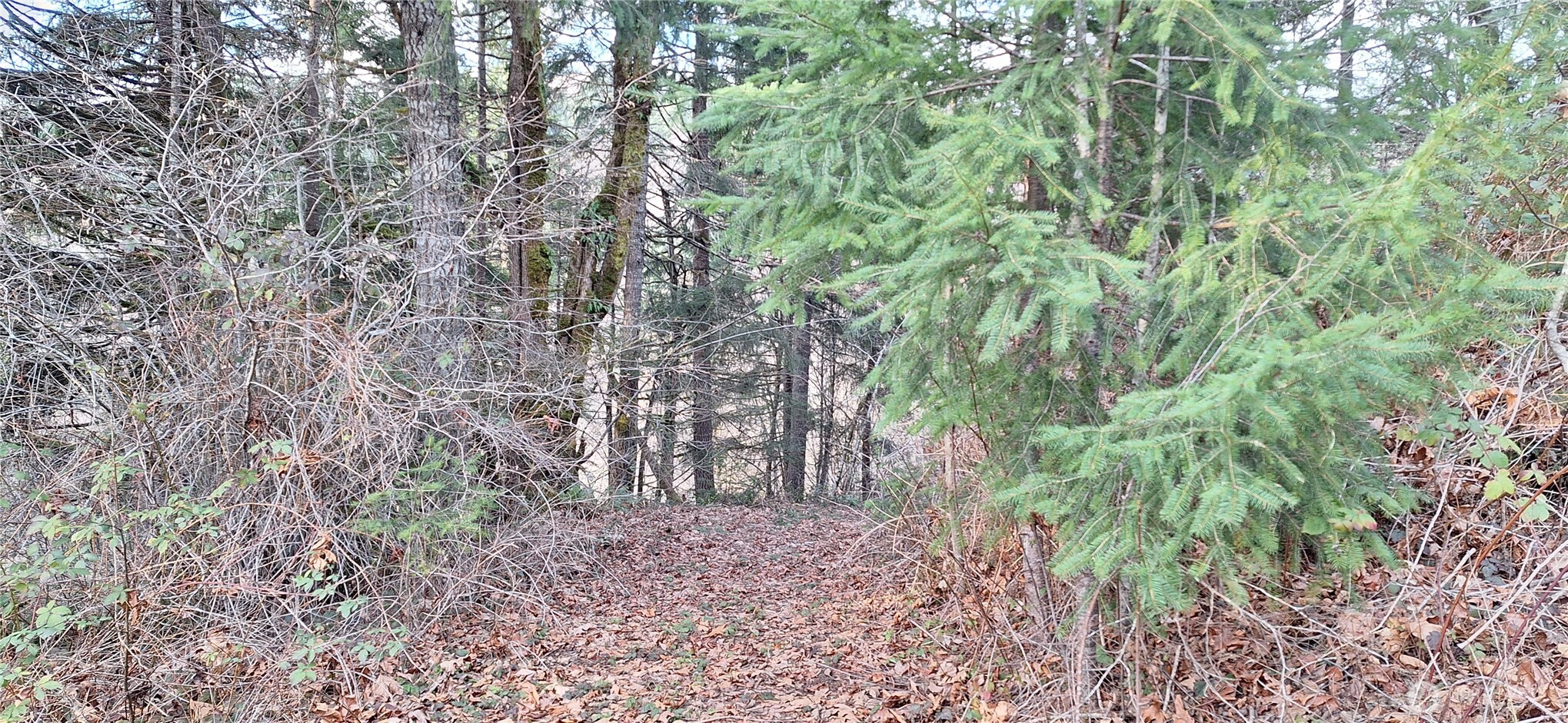 1586 King Road Winlock, WA 98596 - Photo 7 of 23