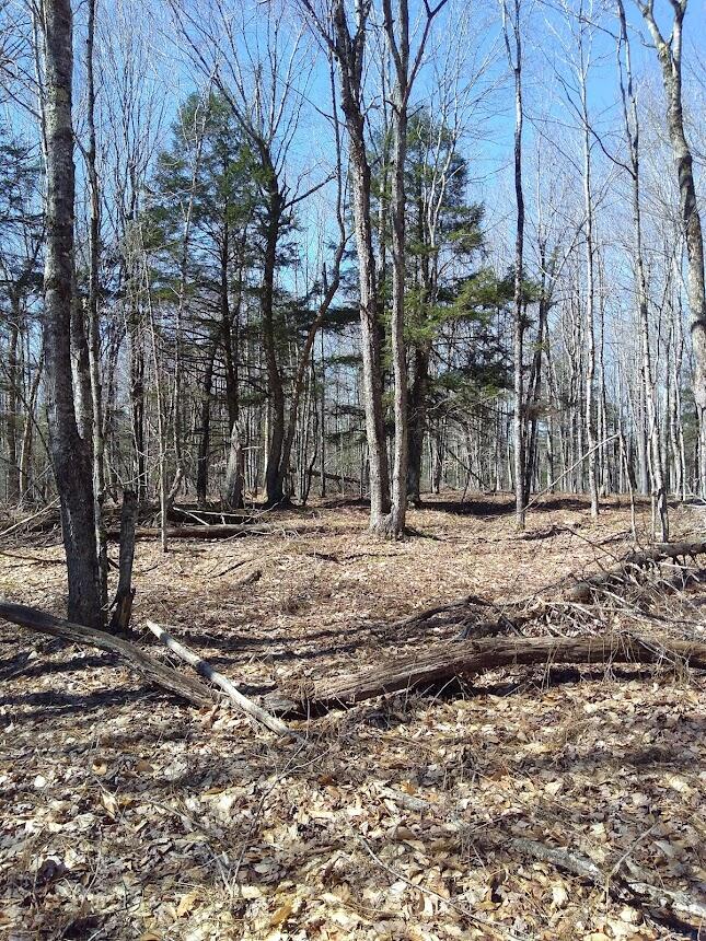 Lot 2.03 Mill Road Thorndike, ME 04986 - Photo 7 of 8 Land