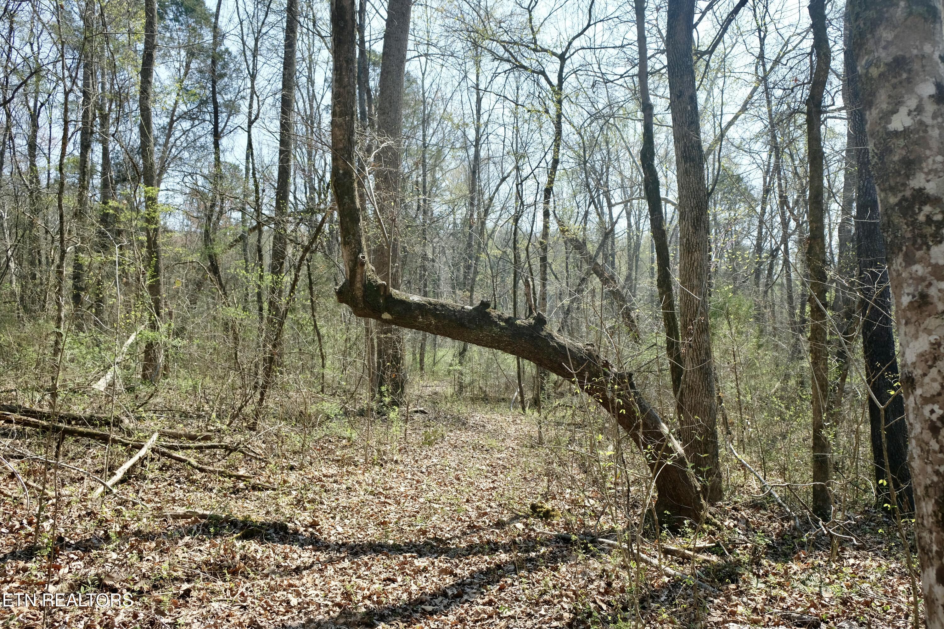3578 Wolf Creek Road Spring City, TN 37381 - Photo 9 of 16 DSCF4573