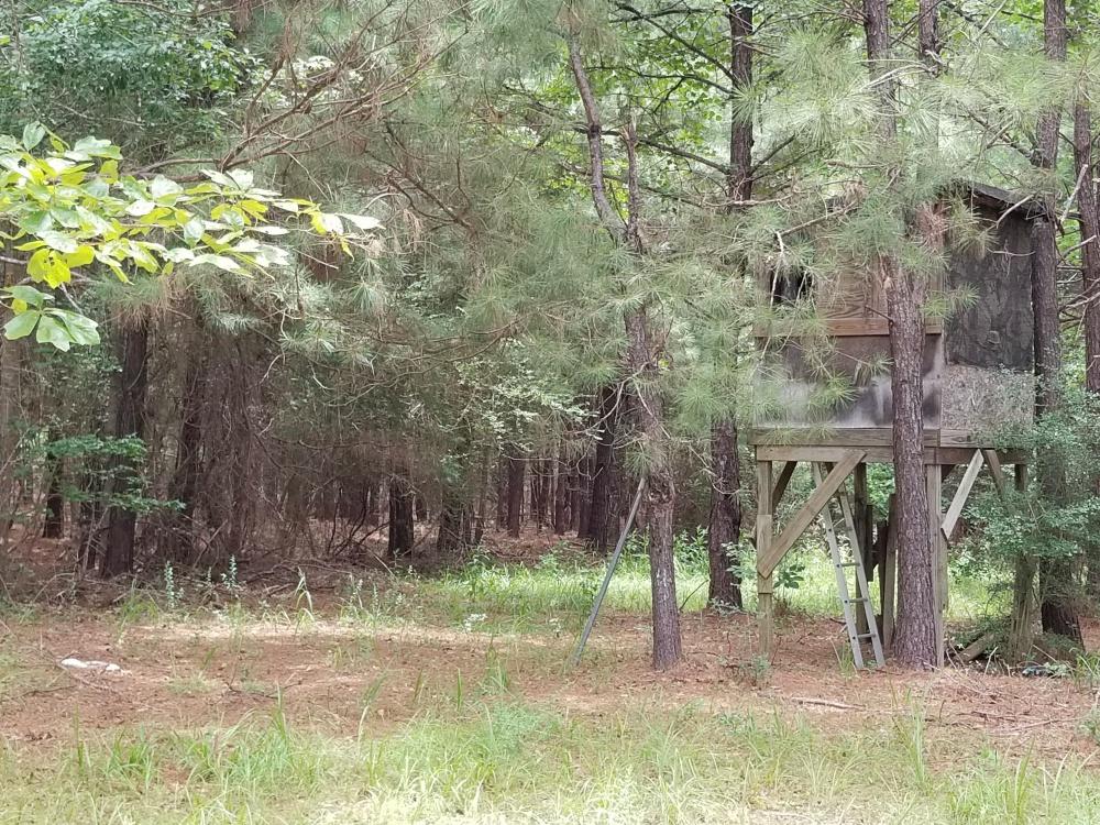 396 Bullard Church Road Baker, FL 32531 - Photo 3 of 8 a view of a yard with plants and trees