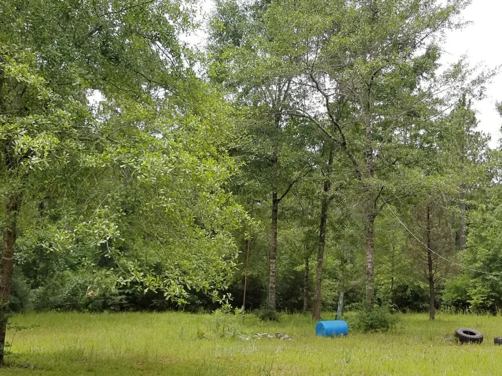 396 Bullard Church Road Baker, FL 32531 - Photo 6 of 8 a view of yard with green space