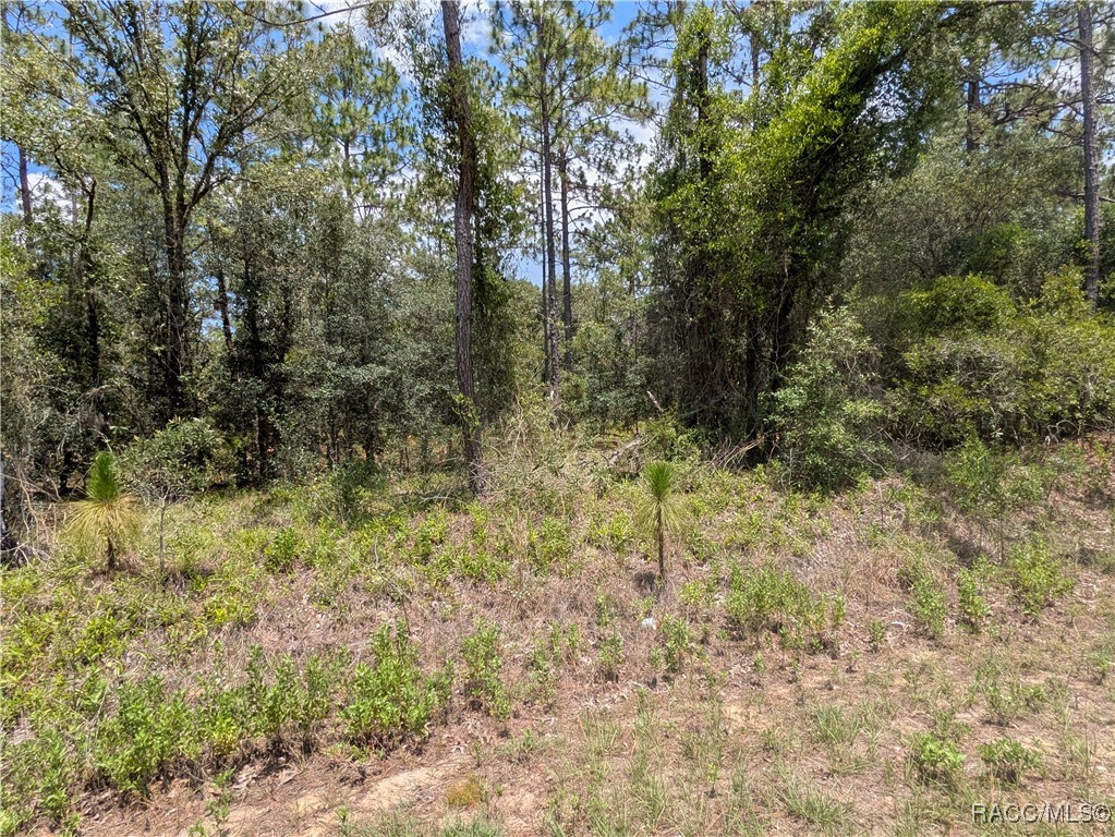 0 Northwest Ridgewood Road Dunnellon, FL 34431 - Photo 4 of 13