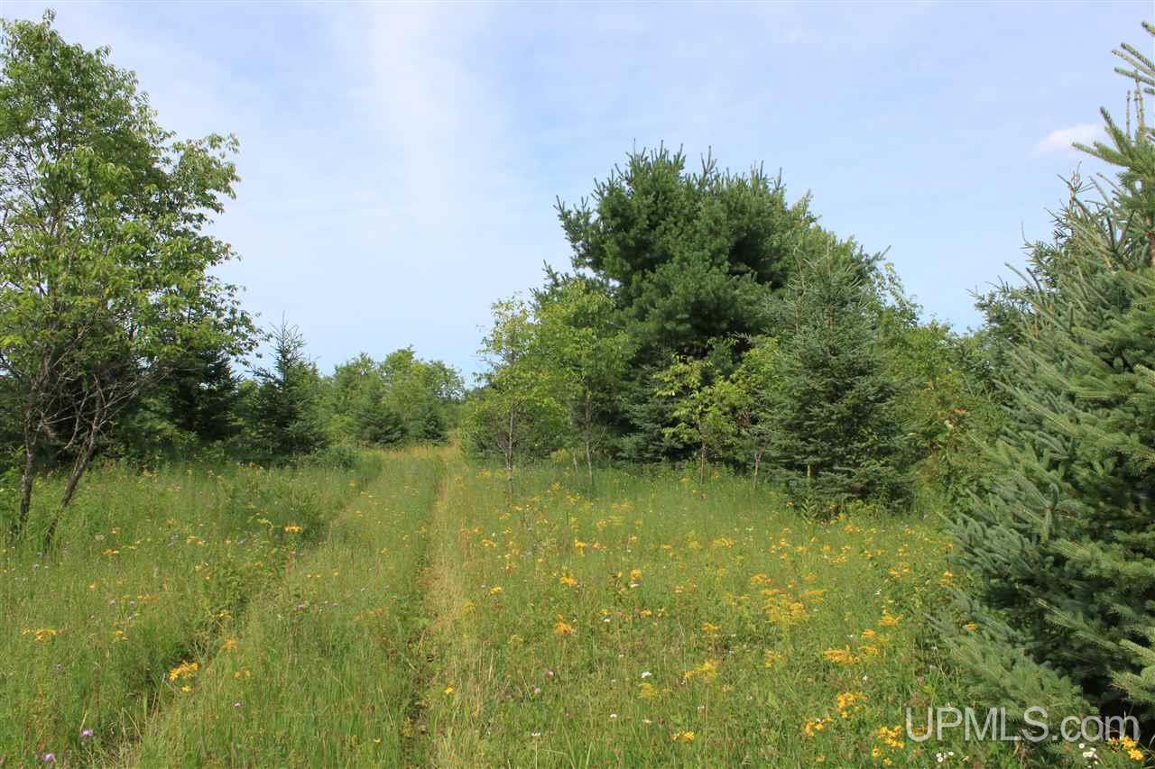 Tbd Riley Road Shingleton, MI 49884 - Photo 6 of 24
