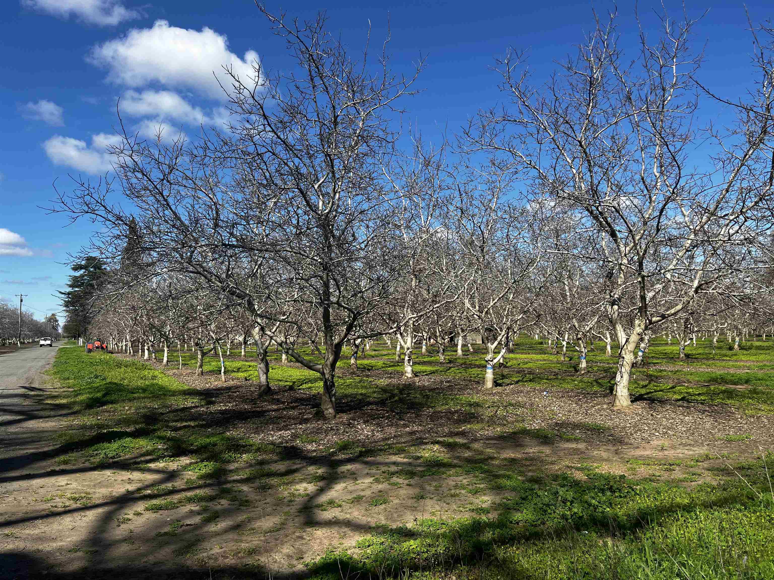 3900 Stephens Road Corning, CA 96021 - Photo 7 of 23
