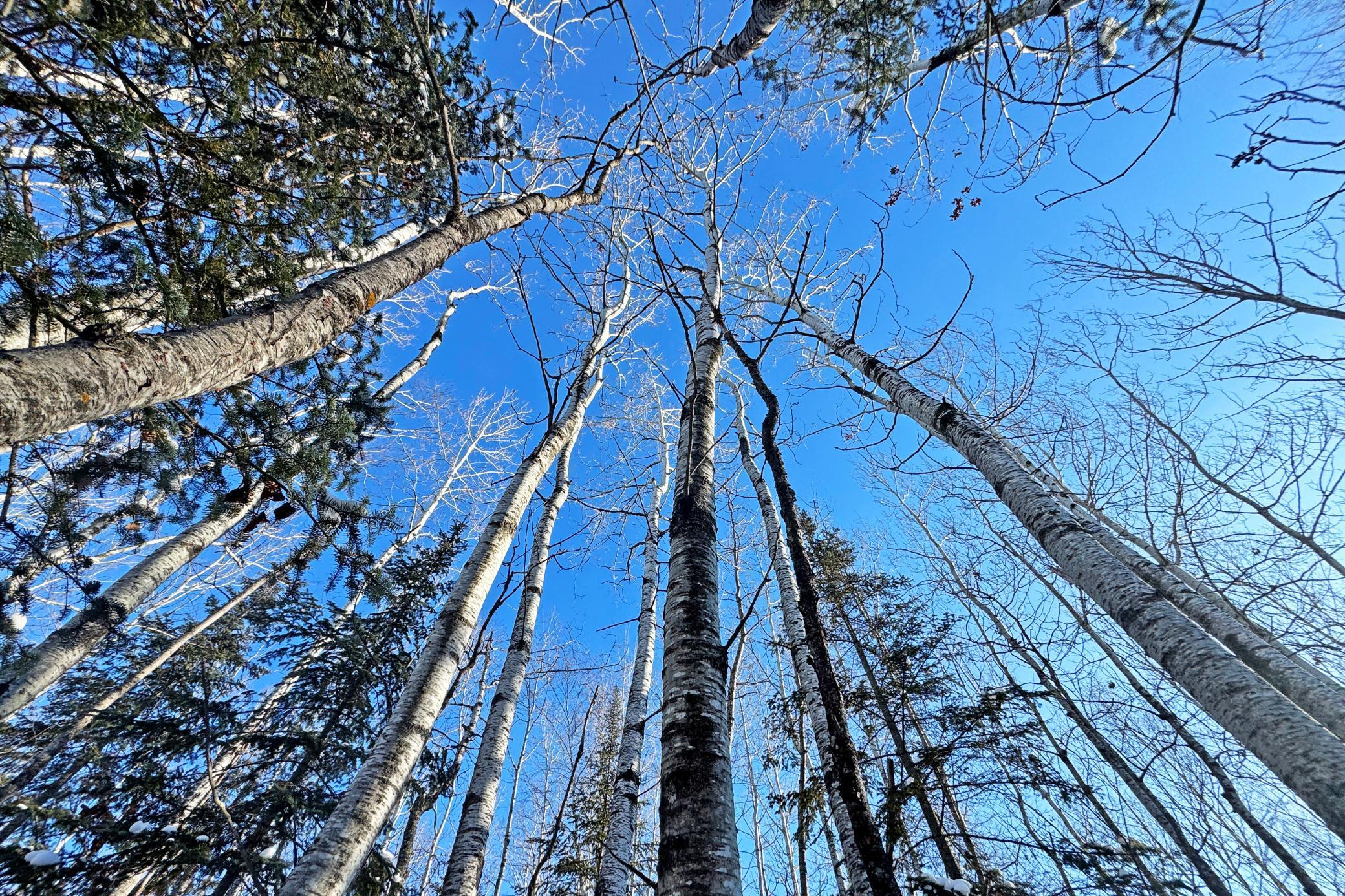 12 Fectos Road Tower, MN 55790 - Photo 33 of 46