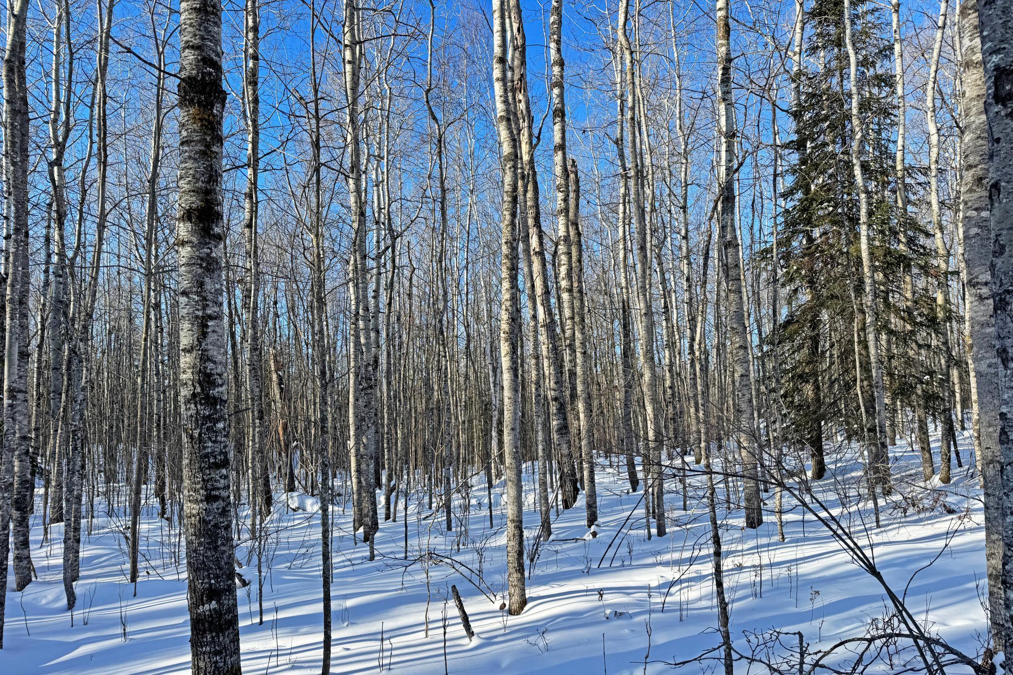 12 Fectos Road Tower, MN 55790 - Photo 40 of 46