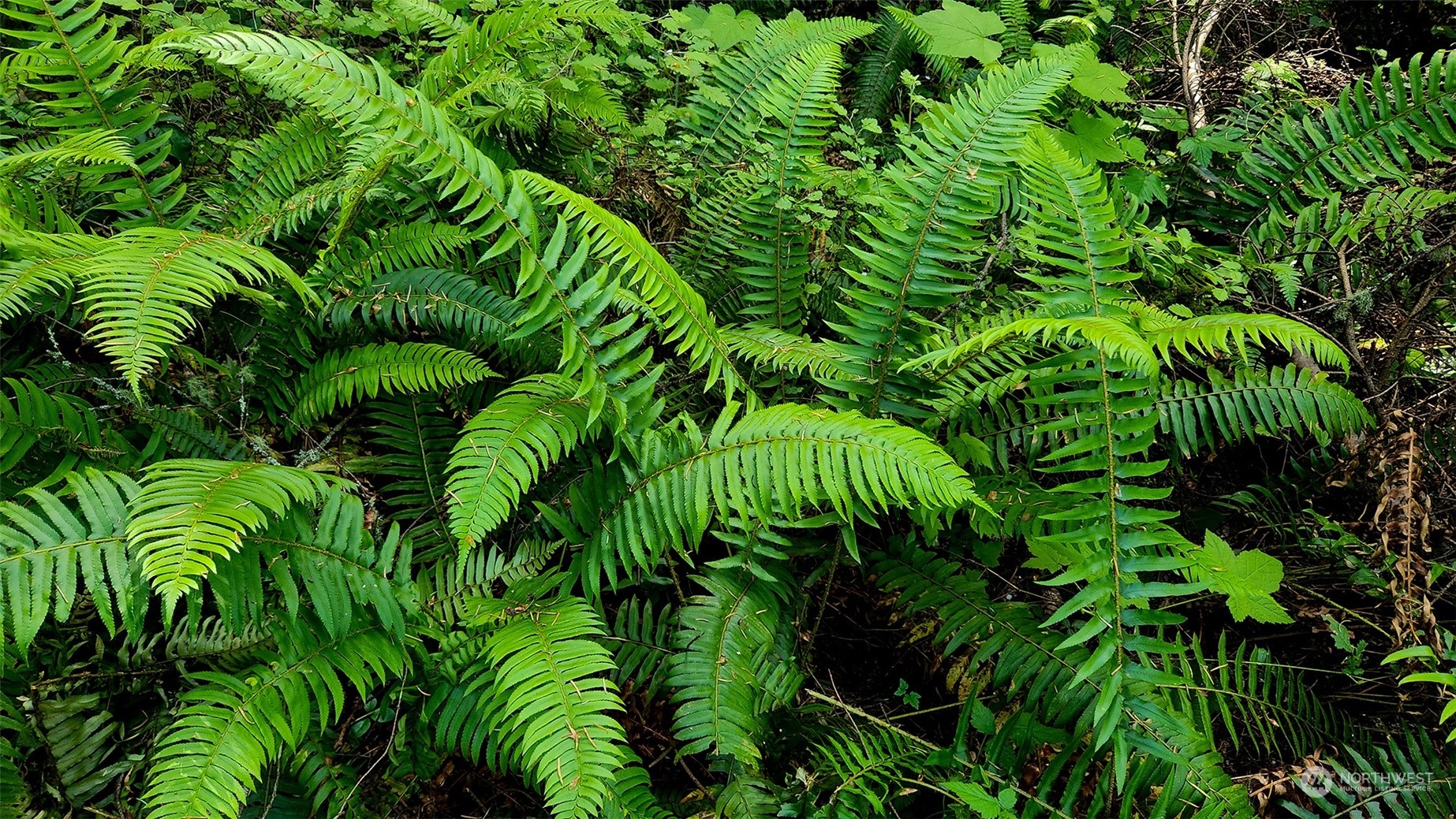 3626 Mud Bay Road Lopez Island, WA 98261 - Photo 1 of 19 Gallery Image 1