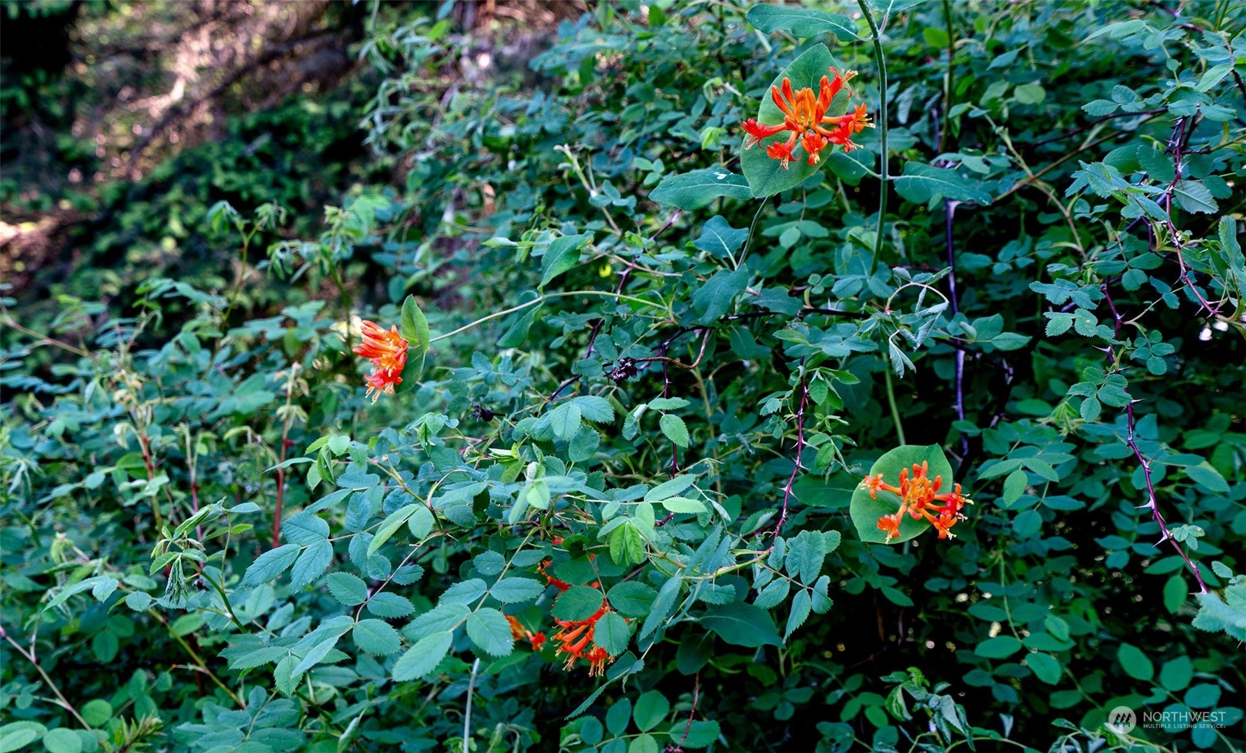 3626 Mud Bay Road Lopez Island, WA 98261 - Photo 12 of 19 Gallery Image 12