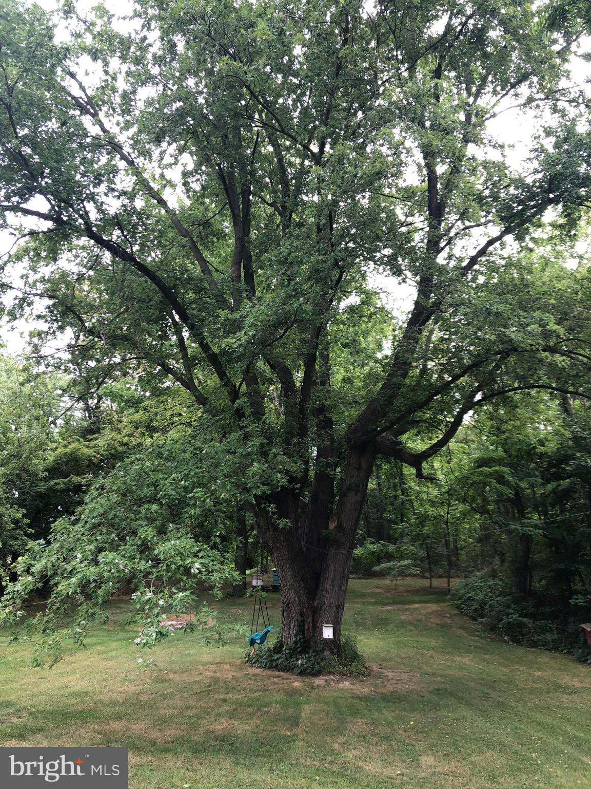 85 Chestnut Grove Road Shippensburg, PA 17257 - Photo 35 of 45 Very old maple tree