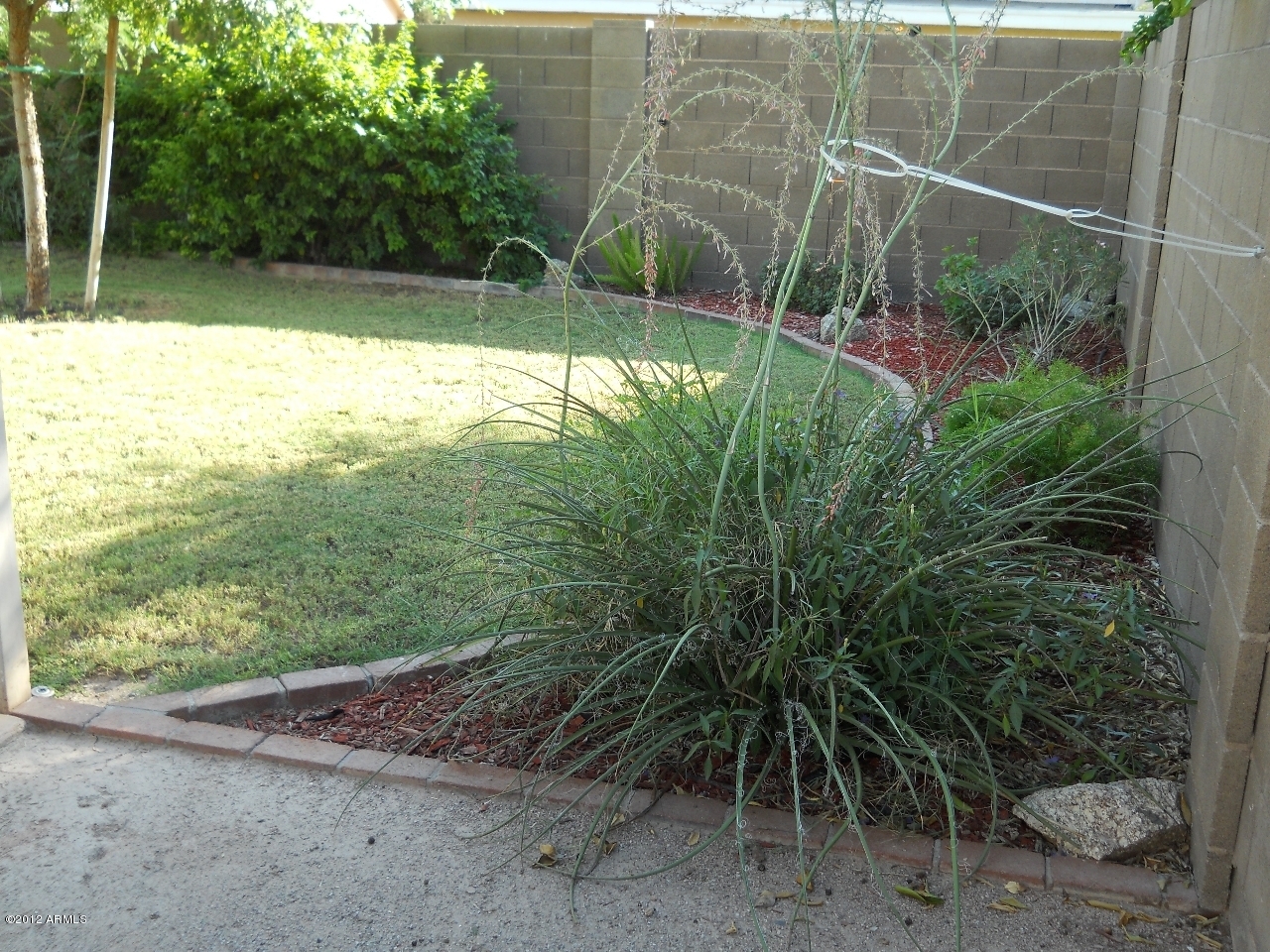 257 East Nunneley Road Gilbert, AZ 85296 - Photo 46 of 47 Back Yard