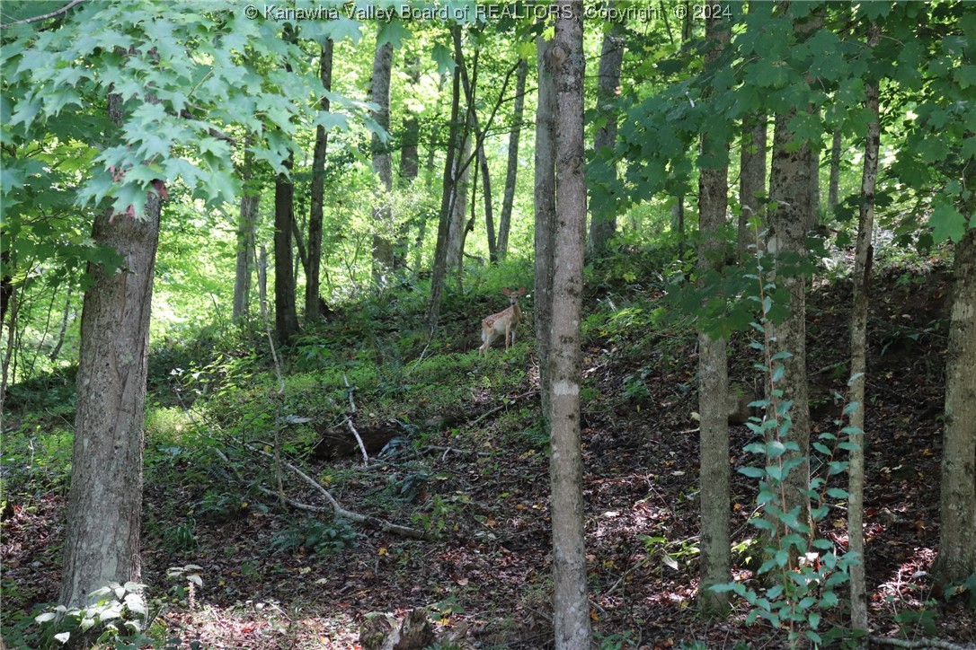 3254 3 Lick Road Orlando, WV 26412 - Photo 29 of 46 Gallery Image 29