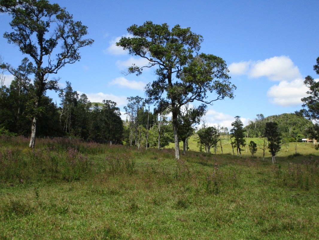1 B Lot Pahoa, HI 96778 - Photo 2 of 10 a view of a field with a tree