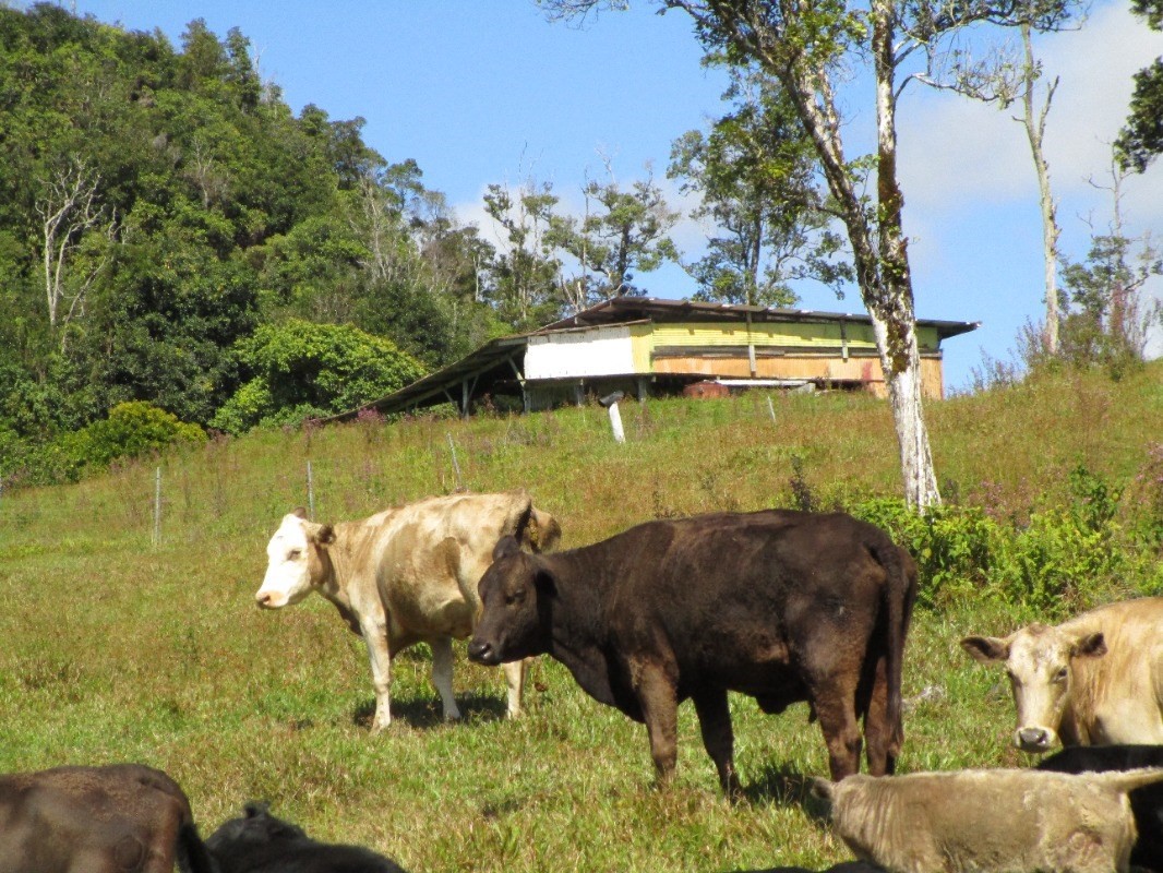 1 B Lot Pahoa, HI 96778 - Photo 6 of 10 a backyard of a house with table and chairs