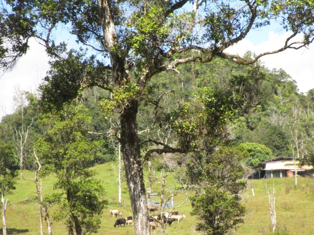 1 B Lot Pahoa, HI 96778 - Photo 8 of 10 a view of a yard with plants