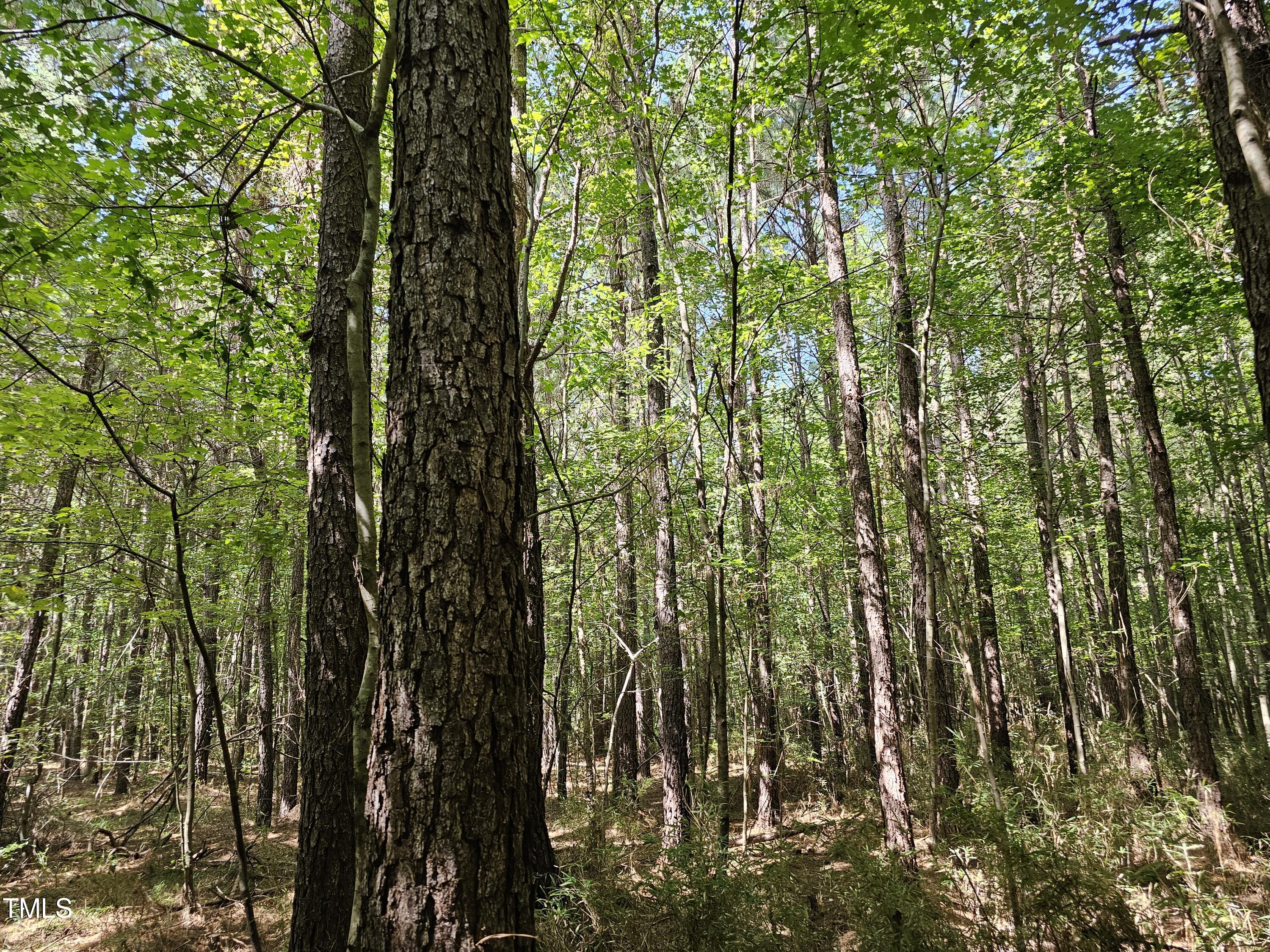 0 Red Oak Road Battleboro, NC 27809 - Photo 14 of 25 RR MLS 15
