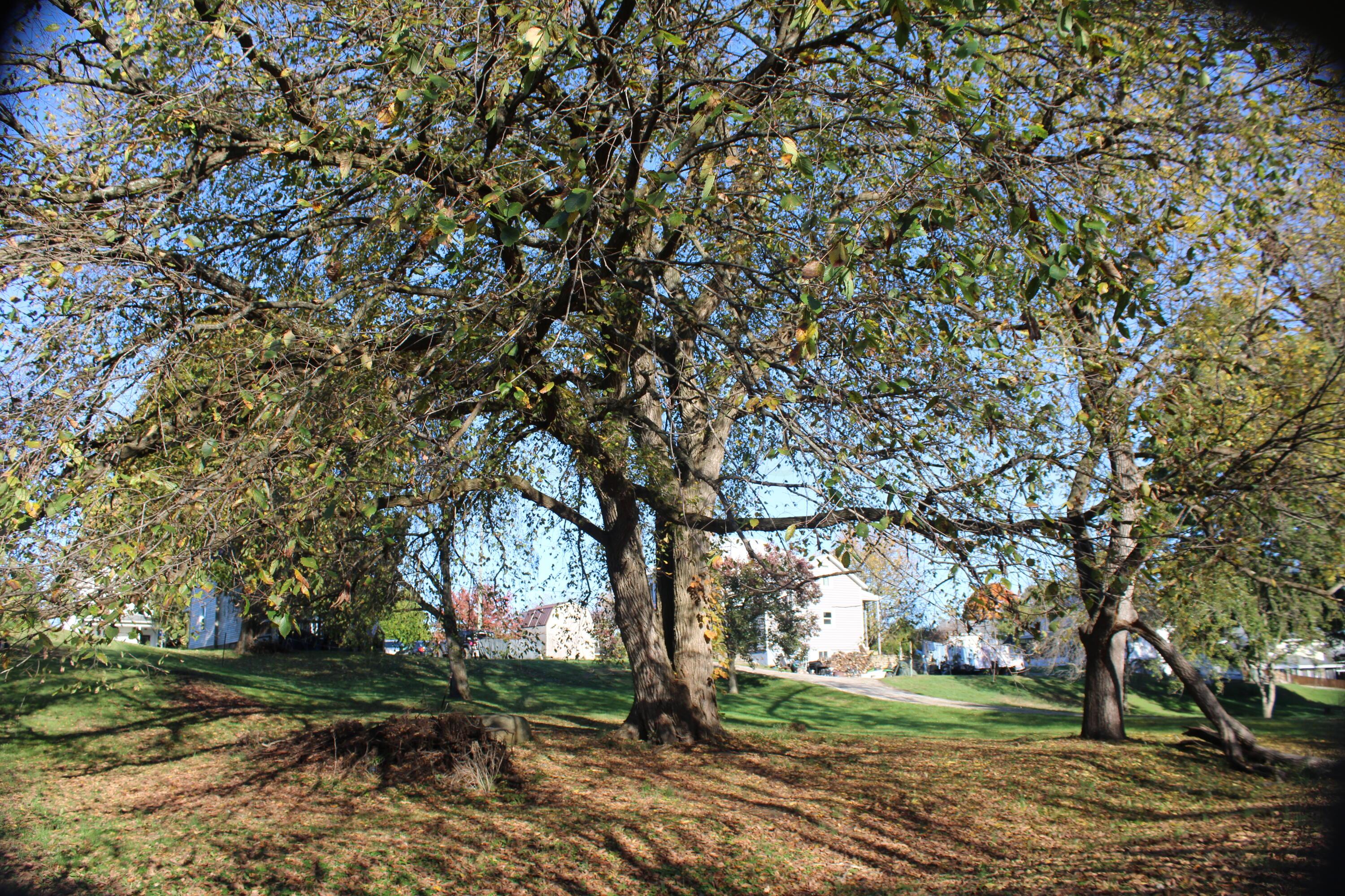 51 Hamburg Road Southwest Lancaster, OH 43130 - Photo 13 of 45 mature walnut trees, back yard