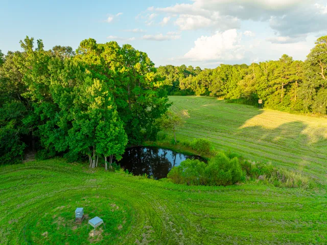 a view of a grassy field with an trees