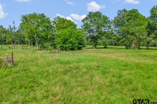 a view of a big yard with a large tree and plants