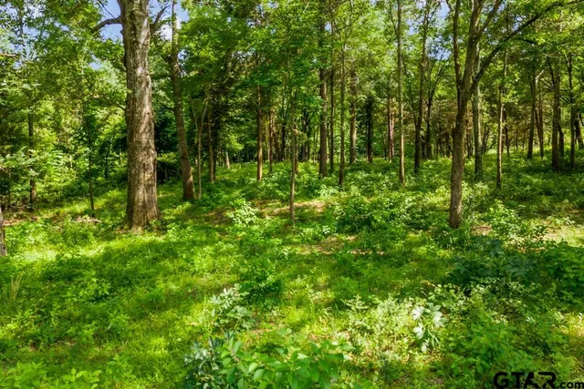 a view of a lush green space