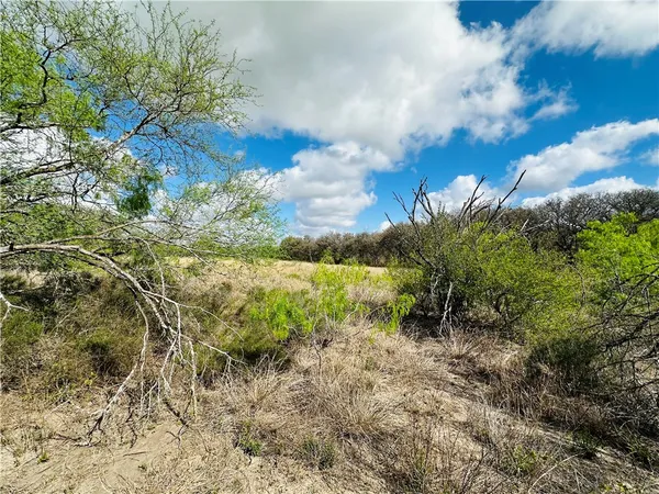 a view of a garden with an tree