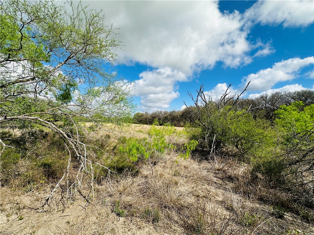 Undisclosed Address Mathis, TX 78368 - Photo 3 of 13 a view of a garden with an tree