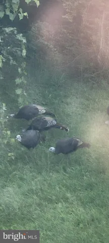 a view of a dry yard