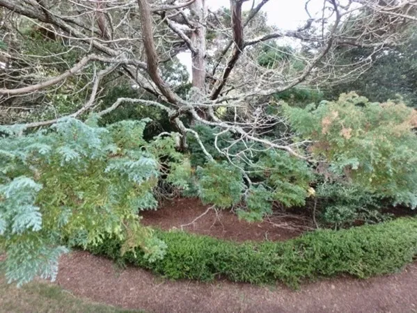 a big yard with lots of green space