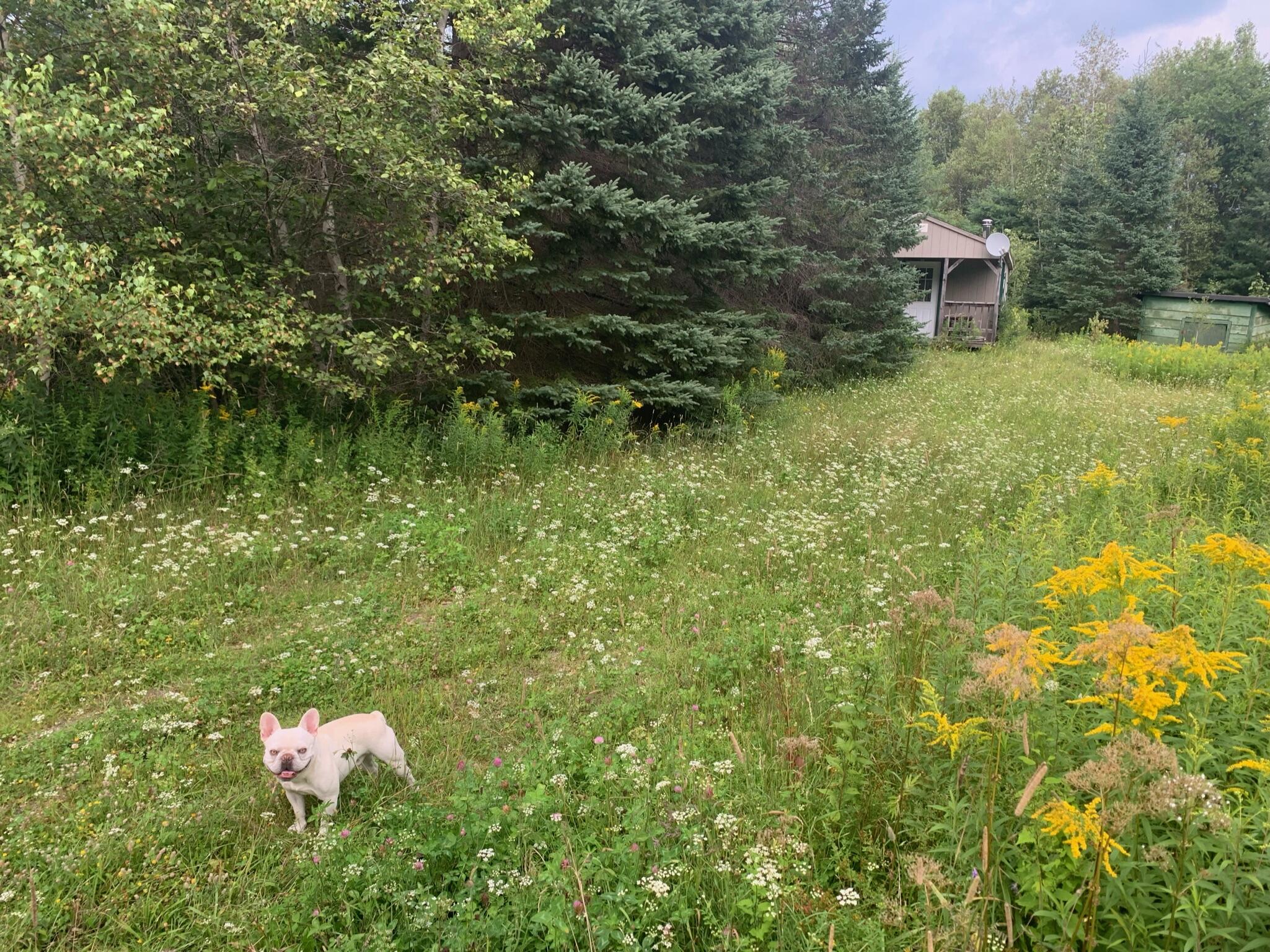 Tbd Danforth Road Wytopitlock, ME 04497 - Photo 10 of 10 IMG_0011