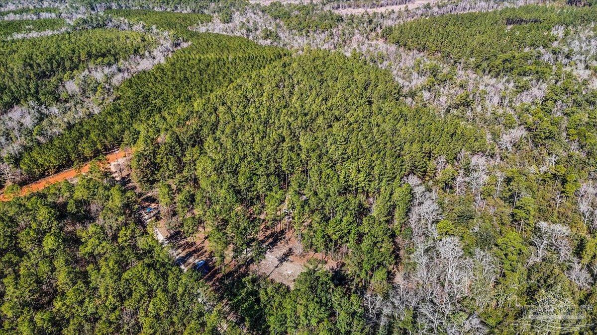 8340 Gin Road Pace, FL 32571 - Photo 16 of 24 a view of a lush green forest