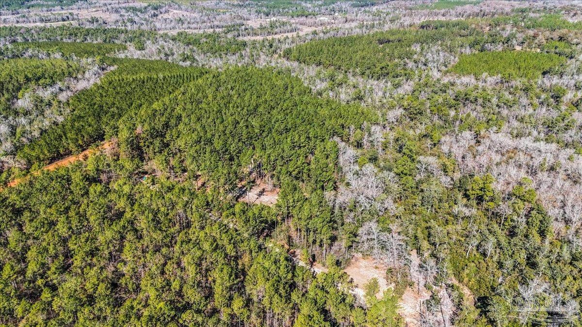 8340 Gin Road Pace, FL 32571 - Photo 8 of 24 a view of a lush green forest with a lush green forest
