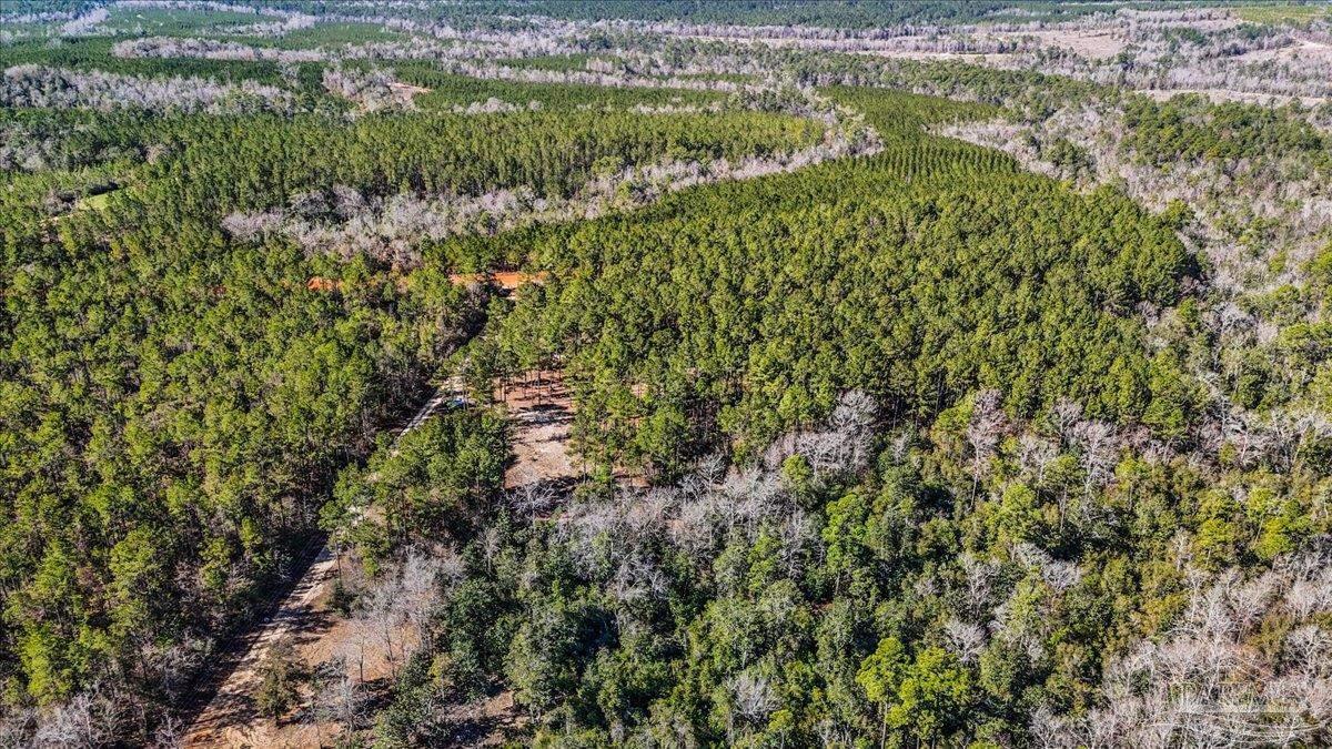 8340 Gin Road Pace, FL 32571 - Photo 9 of 24 a view of a forest with a tree
