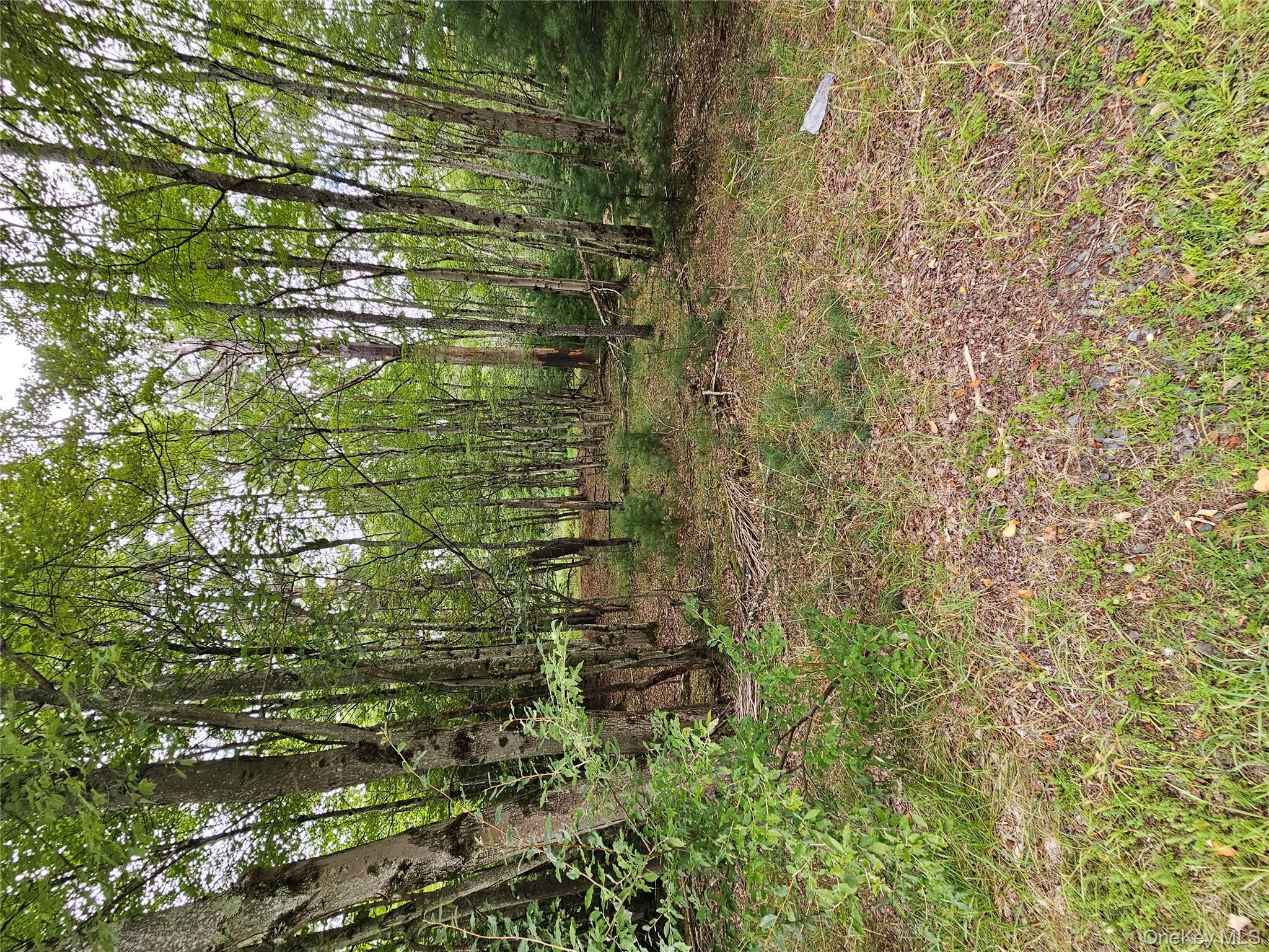 3624 State Rte 55 Kauneonga Lake, NY 12749 - Photo 19 of 40 a view of outdoor space and trees