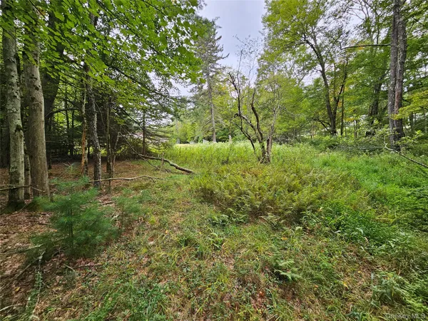 a view of a forest with trees in the background