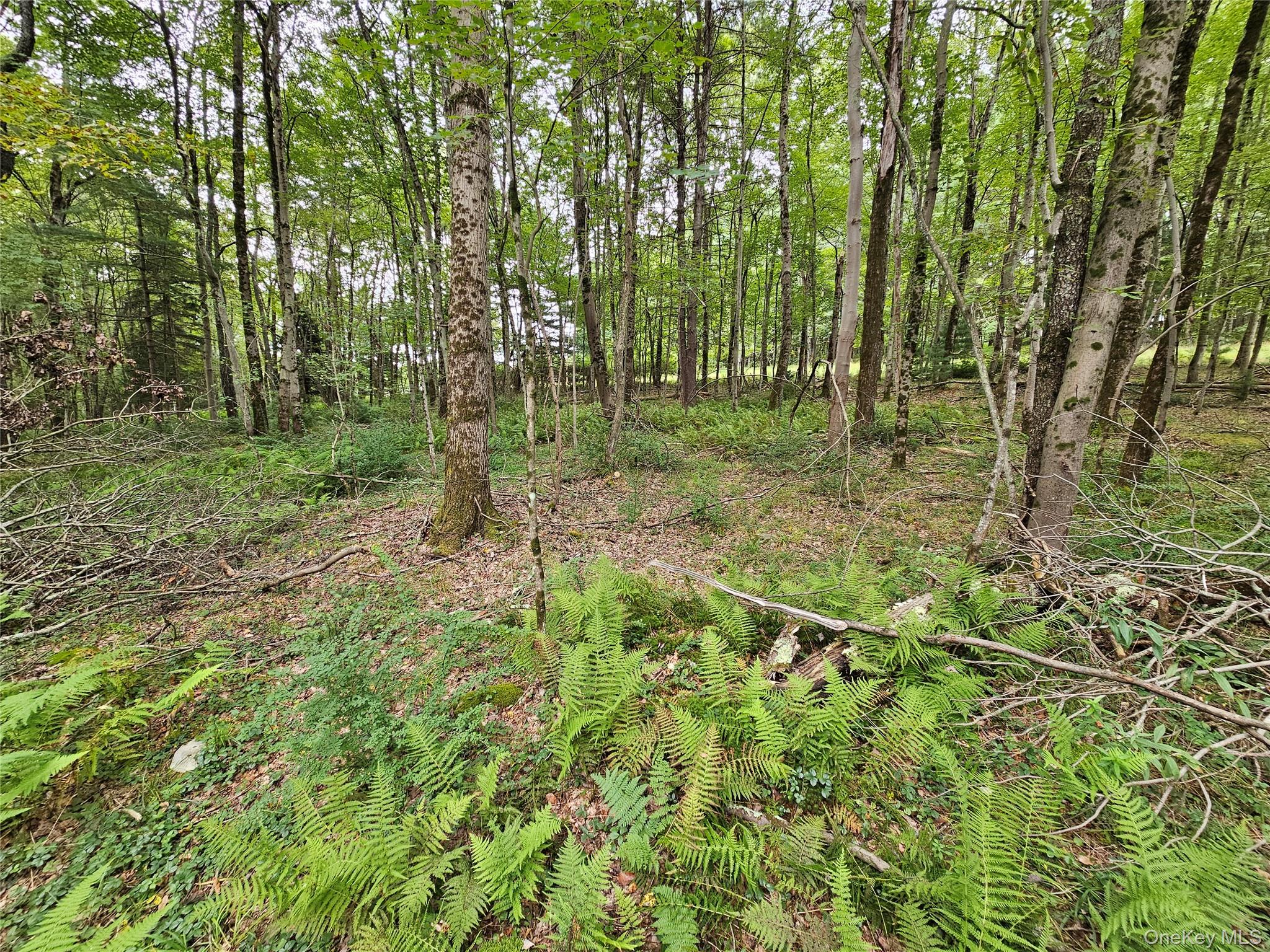 3624 State Rte 55 Kauneonga Lake, NY 12749 - Photo 25 of 40 a view of a forest with trees in the background