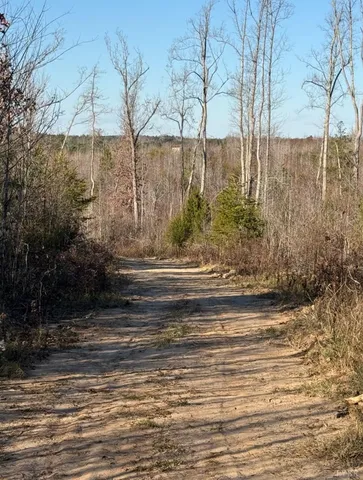 a picture of a tree in a yard