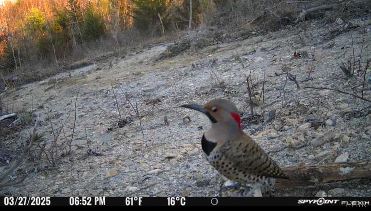 0 Coles Ferry Road Nathalie, VA 24577 - Photo 15 of 15 a view of outdoor space yard and mountain view