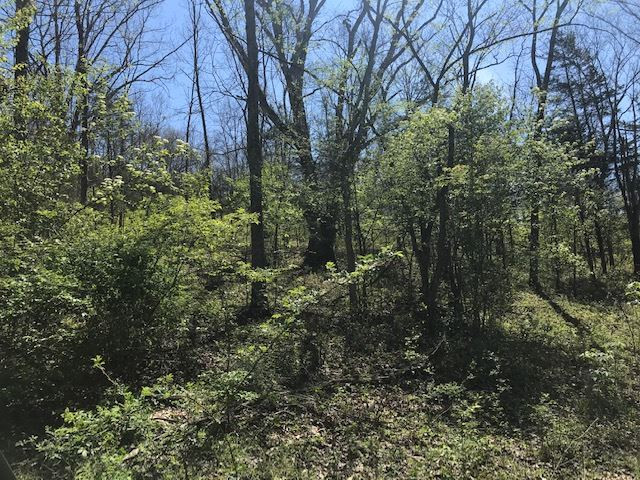 5953 Hogg Ridge Road Williamstown, KY 41097 - Photo 27 of 50 Gallery Image 27